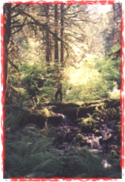 me, a forest, and a river